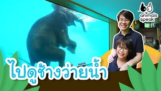 ไปดูช้างว่ายน้ำ | Animals Speak