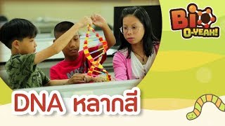 DNA หลากสี | Bio O-YEAH! [Mahidol Kids]