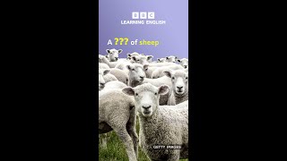 A ___ of sheep. Collective nouns for animals - BBC Learning English