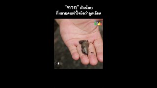 "ทาก" กับเรื่องราวที่หลายคนเข้าใจผิด #Shorts