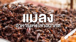 สารคดีสำรวจโลก ตอน แมลง อาหารโลกอนาคต