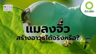 ทำไมสิ่งมีชีวิตเล็ก ๆ ถึงเปลี่ยนโลกได้?  | สารคดี สำรวจโลก
