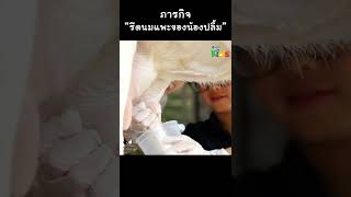 ลองรีดนมแพะครั้งแรก เป็นอย่างไรมาดูกัน #Shorts