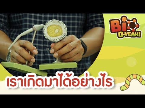 เราเกิดมาได้อย่างไร | Bio O-YEAH! [by Mahidol Kids]