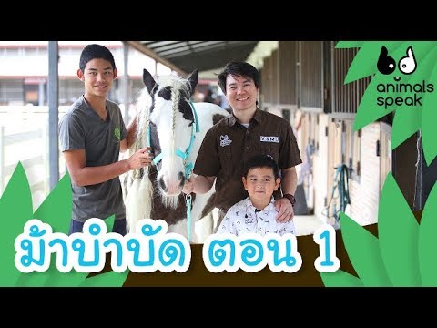 ม้าบำบัด ตอน 1 | Animals Speak [by Mahidol Kids]