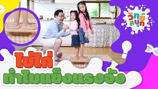 ไข่ไก่ทำไมแข็งแรงจัง | วิทย์สนุก