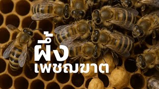 สารคดี สำรวจโลก ตอน ผึ้งเพชฌฆาต (เต็มเรื่อง)