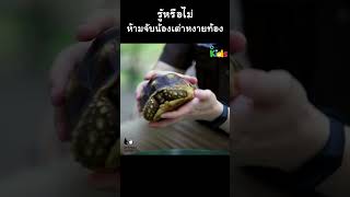 รู้หรือไม่? ห้ามจับน้องเต่าหงายท้อง! #Shorts