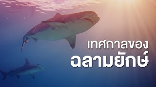 สารคดี สำรวจโลก ตอน เทศกาลของฉลามยักษ์