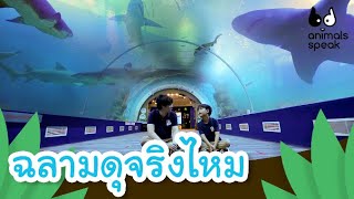 ฉลามดุจริงไหม | Animals Speak