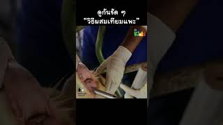 ดูกันชัด ๆ วิธีผสมเทียมแพะ #Shorts