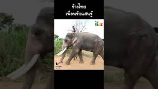ช้างไทยเพื่อนรักแสนรู้ #Shorts
