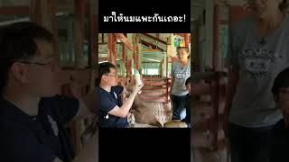 มาให้นมแพะกันเถอะ! #Shorts