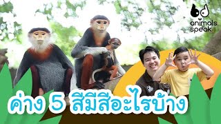 ค่าง 5 สี มีสีอะไรบ้าง | Animals Speak [by Mahidol Kids]