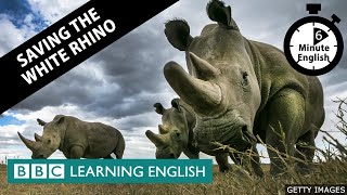 Saving the white rhino - 6 Minute English