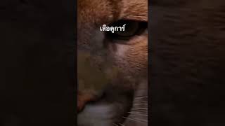 #สำรวจโลก #doxzilla #สารคดี #สารคดีสัตว์ #สารคดีสัตว์โลก