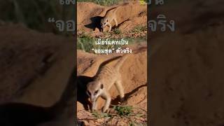 #สำรวจโลก #doxzilla #สารคดี #สารคดีสัตว์ #animals #สารคดีสัตว์โลก #สารคดีสัตว์ป่า #เมียร์แคท