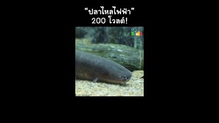 ปลาไหลไฟฟ้า 200 โวลต์! #shorts