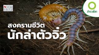 สัตว์ตัวจิ๋วสู้เพื่อชีวิต…ด้วยอาวุธอะไร? | สารคดี สำรวจโลก