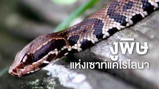 สารคดี สำรวจโลก ตอน งูพิษแห่งเซาท์แคโรไลนา