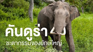 สารคดีสำรวจโลก ตอน คันดูร่า ชะตากรรมของยักษ์ใหญ๋