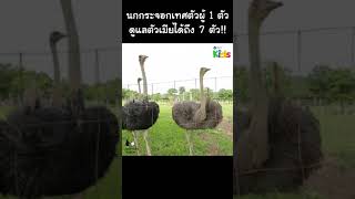 รู้หรือไม่?!?! นกกระจอกเทศตัวผู้ 1 ตัว ดูแลตัวเมียได้ถึง 7 ตัว!! #Shorts