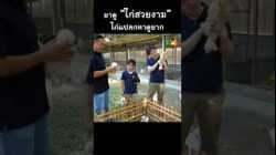 ไก่แปลกหาดูยาก #shorts