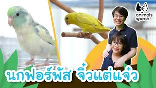 นกฟอร์พัส จิ๋วแต่แจ๋ว | Animals Speak