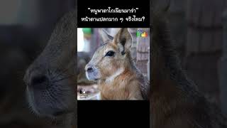 “หนูพาตาโกเนียนมาร่า” หน้าตาแปลกมาก ๆ จริงไหม? #Shorts