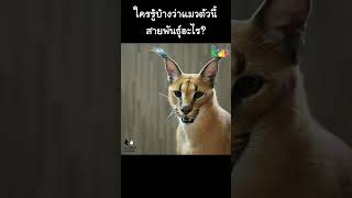 ใครรู้บ้างว่าแมวตัวนี้ สายพันธุ์อะไร? #Shorts