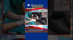 News Words: Veterinarian