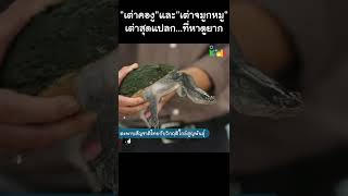 "เต่าคองู" "เต่าจมูกหมู" เต่าสุดแปลก หาดูยาก #Shorts