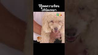 วิธีลดความร้อนให้น้องหมา #Shorts