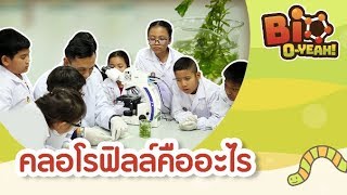 คลอโรฟิลล์คืออะไร | Bio O-YEAH! [Mahidol Kids]