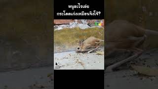 หนูอะไรเอ่ย กระโดดเก่งเหมือนจิงโจ้ #Shorts