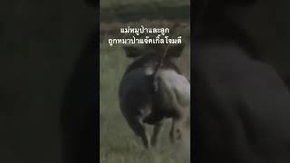 ดูสารคดีเต็ม กด Created from @nextstepwave #สำรวจโลก #doxzilla #สารคดี #สารคดีสัตว์โลก