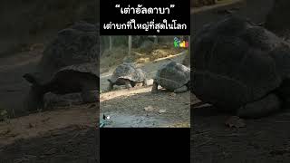 “เต่าอัลดาบา” เต่าบกที่ใหญ่ที่สุดในโลก #Shorts