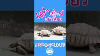 เต่ายักษ์ สวนสัตว์เขาเขียว