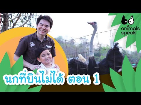 นกที่บินไม่ได้ ตอน 1 | Animals Speak [by Mahidol Kids]