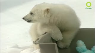 Growing Up Polar Bear (เขียนเรื่องย่อแล้ว)