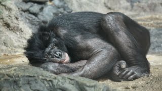 สารคดี สำรวจโลก ลิงโบโนโบ