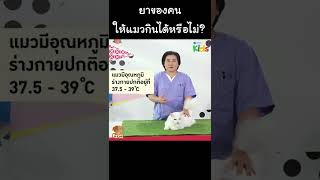 ยาของคน ให้แมวกินได้หรือไม่? #Shorts