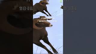 #สำรวจโลก #สารคดี #doxzilla #animals #สารคดีสัตว์ #สารคดีสัตว์โลก #แกะ
