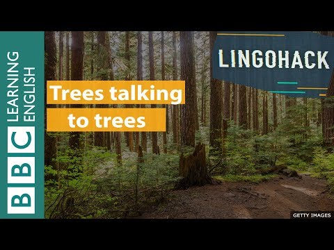 Trees talking to trees: Lingohack