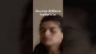 #สำรวจโลก #doxzilla #สารคดี #สารคดีสัตว์ #เสือเบงกอล