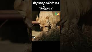 สัญชาตญาณนักล่าของ “สิงโตขาว” #Shorts