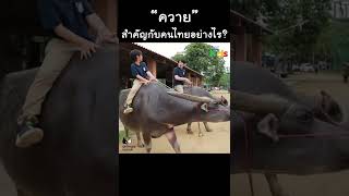 "ควาย" สำคัญกับคนไทยอย่างไร? #Shorts