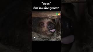 “สลอธ” สัตว์จอมเฉื่อยสุดน่ารัก #Shorts