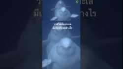 #สารคดี #สำรวจโลก #สารคดีสัตว์ #สารคดีสัตว์โลก #doxzilla