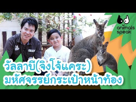 วัลลาบี(จิงโจ้แคระ) มหัศจรรย์กระเป๋าหน้าท้อง | Animals Speak [by Mahidol Kids]